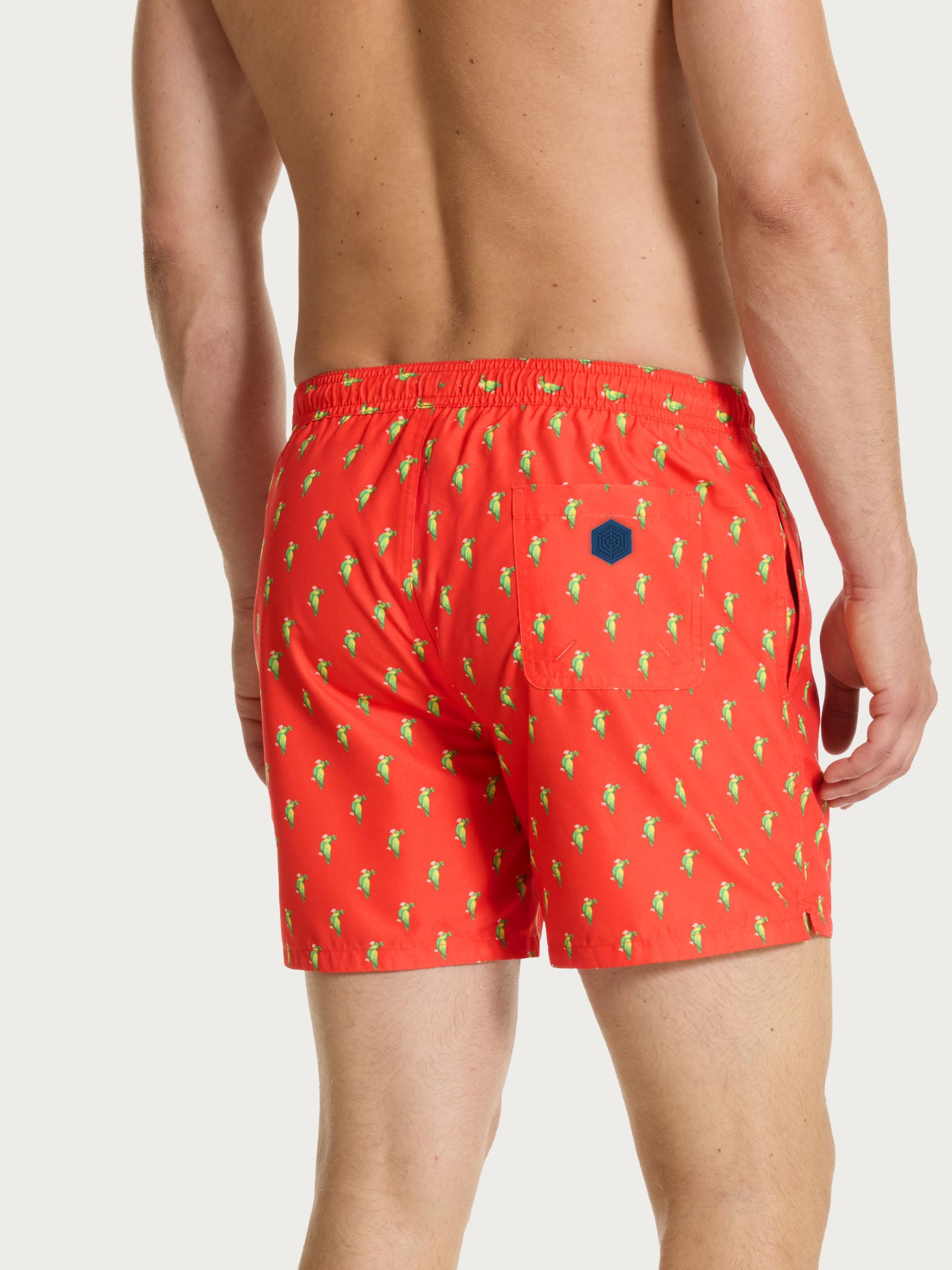 Ragno boxer mare Fant. Grenadine